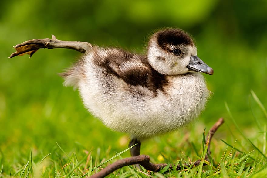 Goose, Gosling, Egyptian Goose, Bird, Baby, Young, Avian, Nature, Wildlife, Wildbird, Ornithology