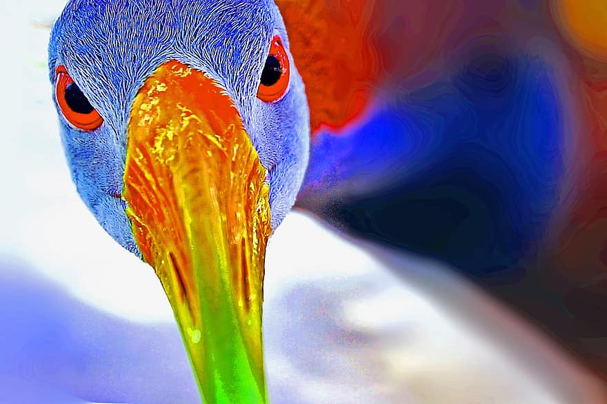 kuş, gaga, kapatmak, yüz, gözleri, renkli, ave, ornitoloji, doğa, hayvan, hayvan dünyası