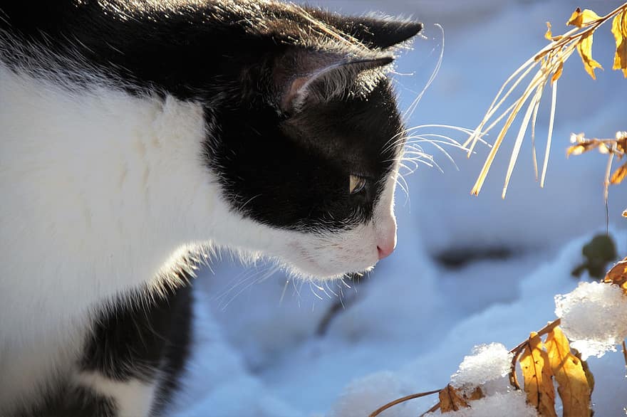 Γάτα, χειμώνας, κατοικίδιο ζώο, ζώο, αιλουροειδής, χιόνι, μαύρη και άσπρη γούνα, παρατηρώ, θέα, τα κατοικίδια ζώα, οικιακή γάτα