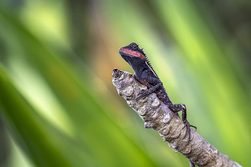 Emma Gray Forest Lizard, kadal, batang, calotes emma, reptil, hewan, margasatwa, alam, merapatkan, merangkak, glamor