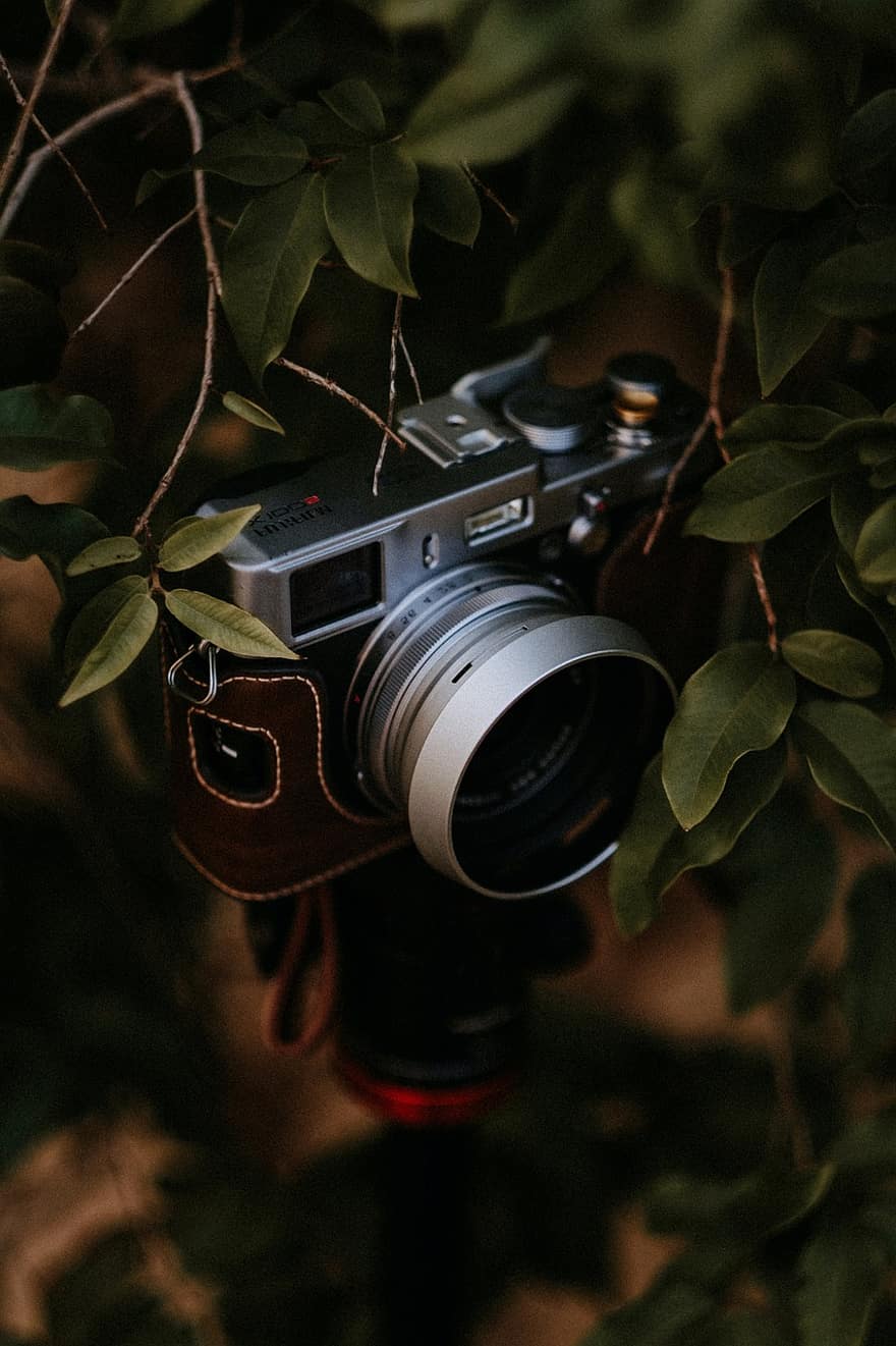 cámara, hojas, fotografía, cámara digital, lente