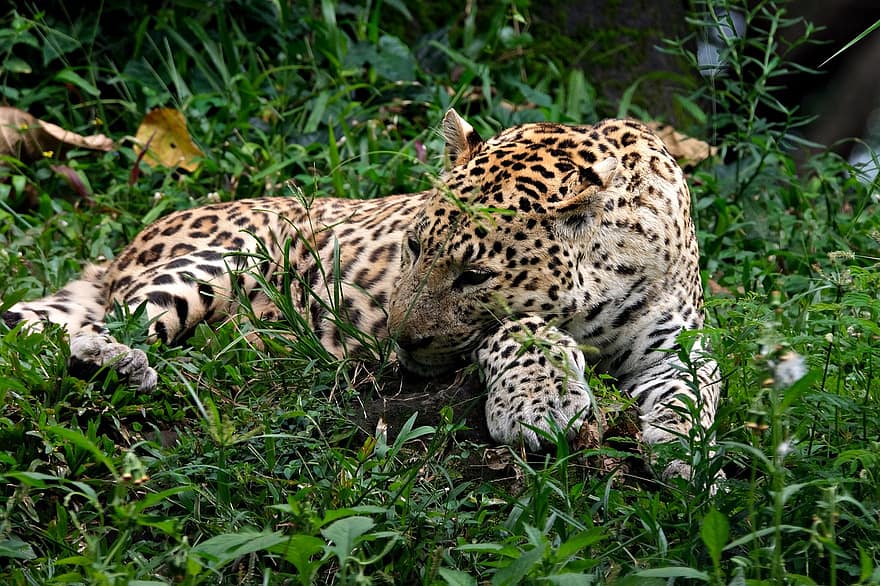 Tier, Säugetier, Leopard, schläfrig, wildes Tier, Spezies, Fauna, Tiere in freier Wildbahn, undomestizierte Katze, katzenartig, gefährdete Spezies
