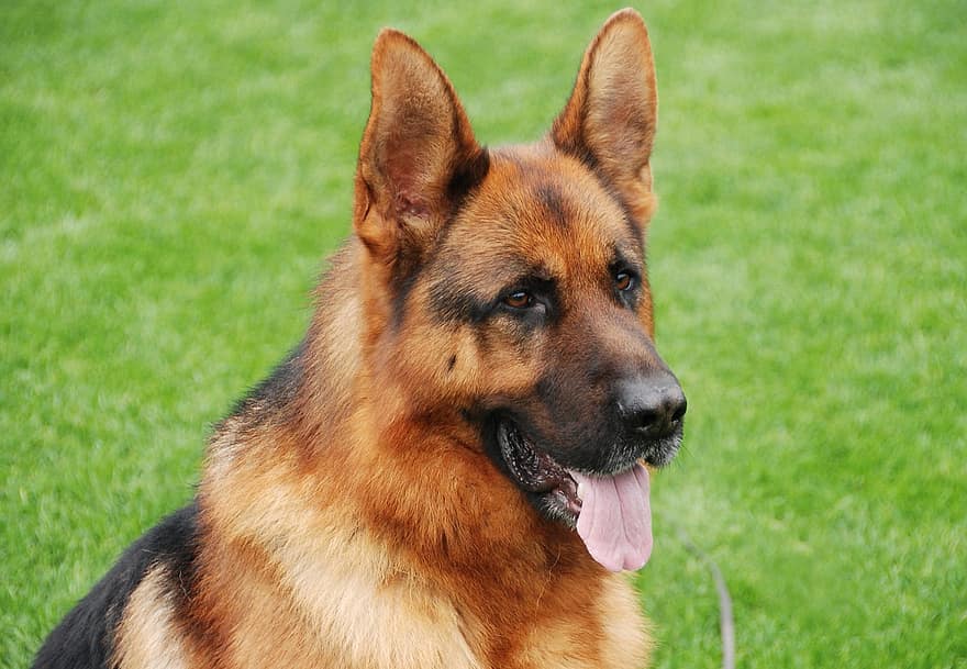 German Shepherd, Pet, Dog, Collar, Dog Breed, Purebred, Dog Collar, Tongue Out, Canine, Mammal, Animal