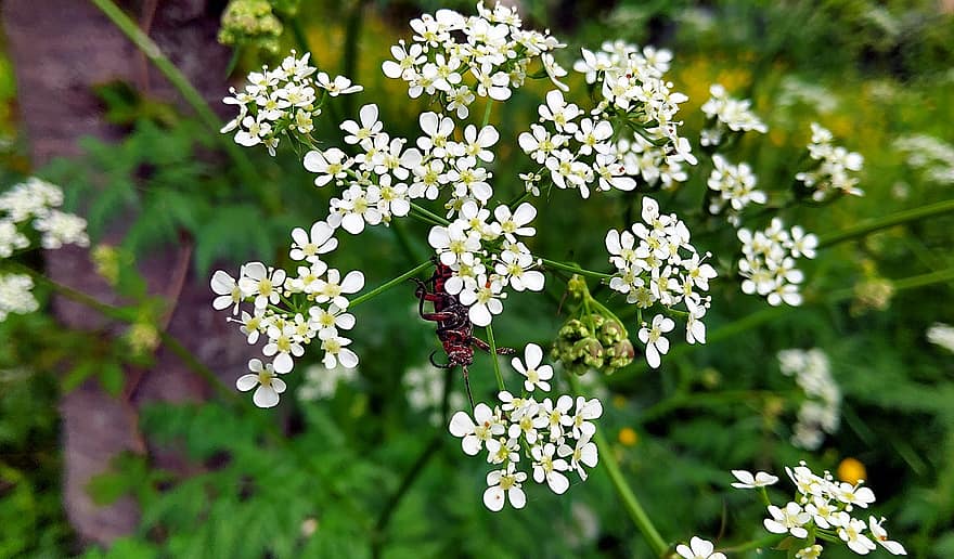 milenrama, las flores, escarabajo, insecto, Flores blancas, floración, planta, naturaleza