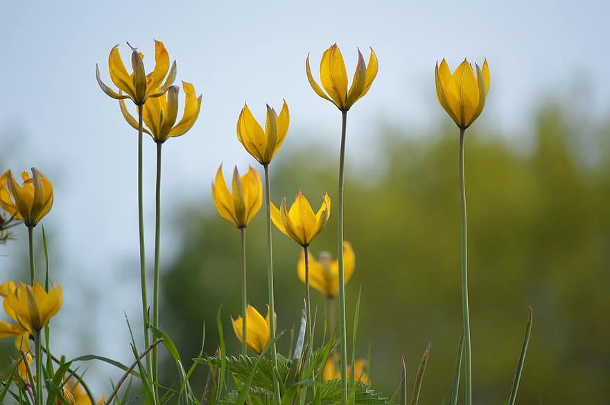 vilde tulipaner, Vingård Tulipaner, Skovtulipaner, gule blomster, blomst, blomstrer, planter, natur, flora, forår, Krydderurt