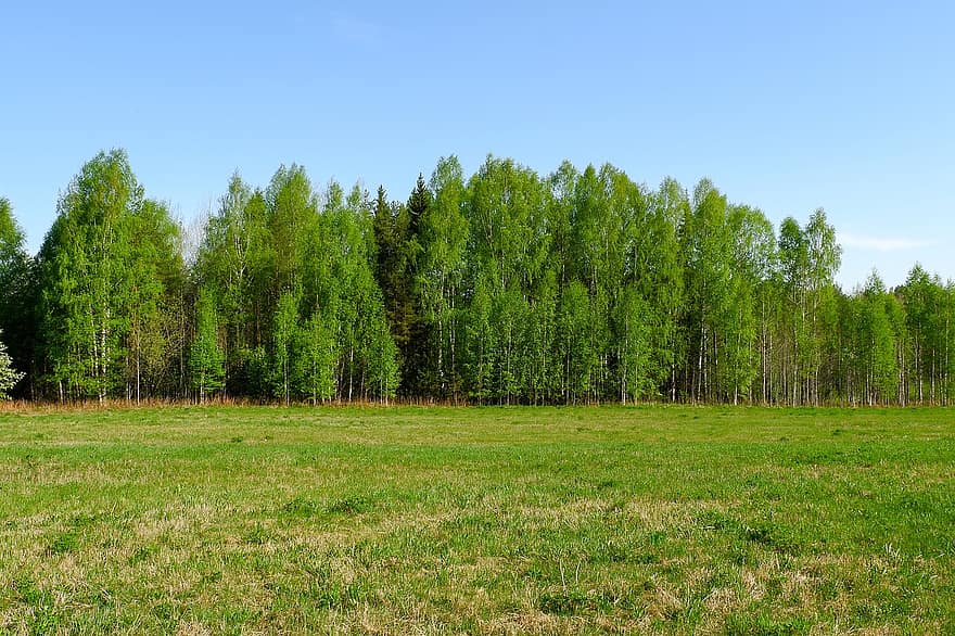木、白樺の木、フィールド、牧草地、草、草が多い、風景、自然、農村、田舎、春
