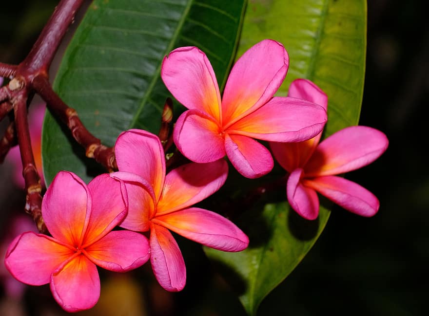 plumeria, kemboja, bunga-bunga merah muda, flora, tanaman tropis