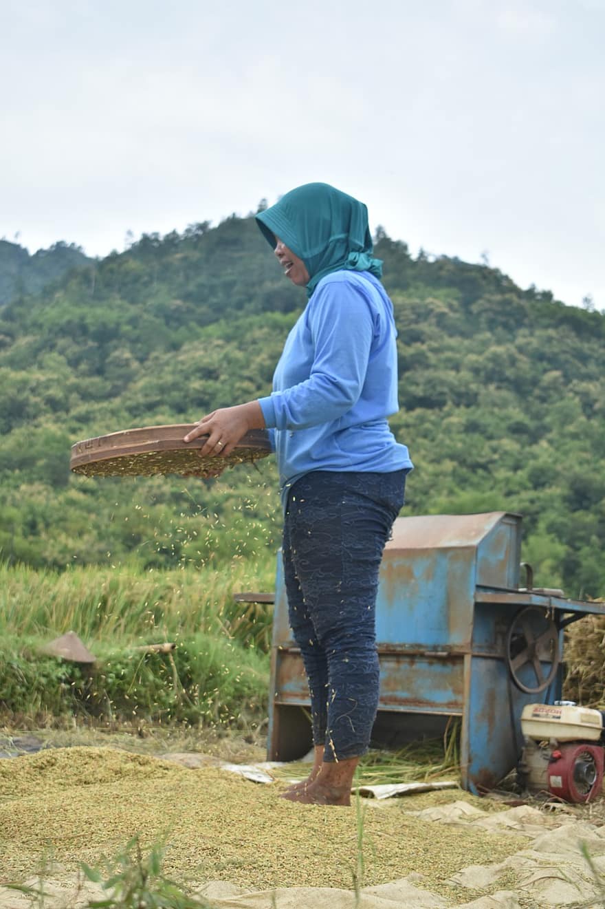 vrouw, boer, rijstveld, landbouw, Indonesië