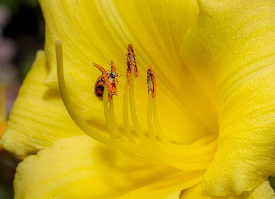 花、黄、てんとう虫、雌しべ、蜜、黄色い花、花びら、黄色いペタク、昆虫、自然、春