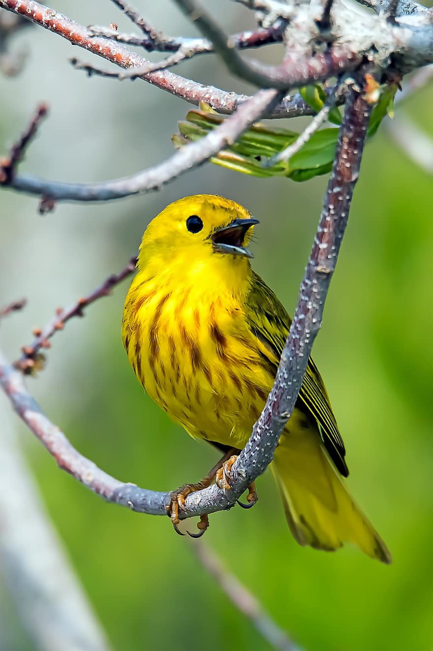 burung, warbler kuning, ilmu burung, jenis, fauna, hewan, margasatwa, paruh, burung penyanyi, bulu, cabang