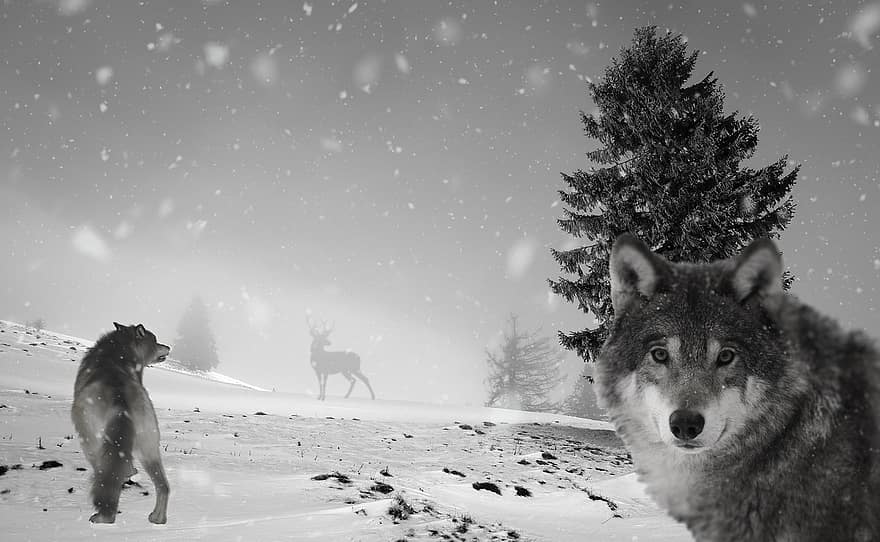 vilki, dzīvnieki, sniegs, ziemā, plēsoņa, plēsēji, savvaļas dzīvnieki, upuris, brieži, auksts, migla