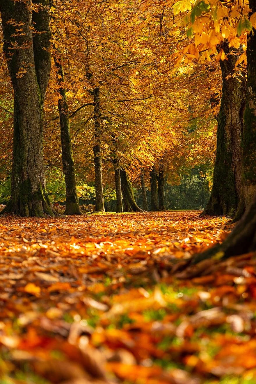 ruduo, medžiai, lapai, lapija, rudens lapai, rudens lapija, rudens spalvos, rudens sezonas, rudenį lapija, rudenį lapai, apelsinų lapai