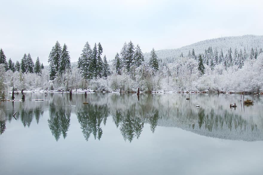 hivern, estany, reflexió, llac, arbre, gel, naturalesa, aigua, fred, bosc, temporada