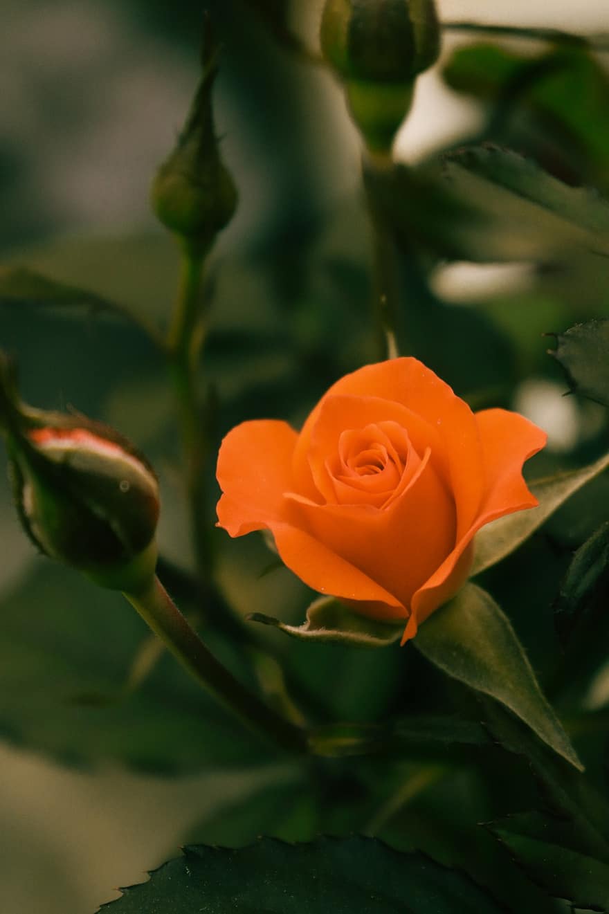 Rosa, rosa naranja, flor naranja, jardín, naturaleza, flor, planta, hoja, de cerca, pétalo, verano