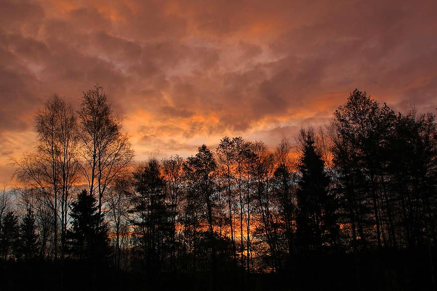 západ slunce, les, stromy, silueta, soumrak, večerní obloze, večerní atmosféru, dosvit, Příroda, podzim