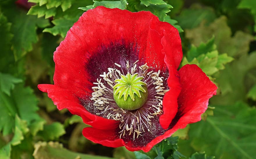opium, bunga, merah, opium merah, bunga merah, kelopak merah, berkembang, mekar, flora, alam, merapatkan