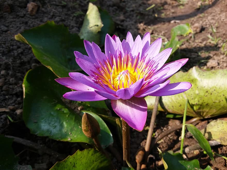 lotus bleu, fleur, plante, nénuphar bleu, Lotus étoilé, nénuphar, nymphaea nouchali, nymphaeales, Nilmanel, pétales, Floraison