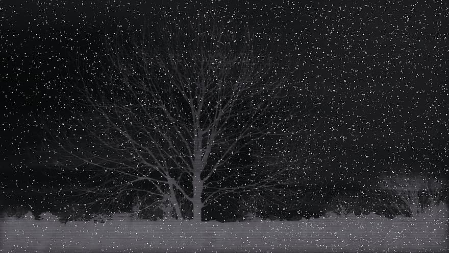 snöfall, vinter-, natt, snö, träd, natur, landskap, kall, snöig, vintrig, kväll