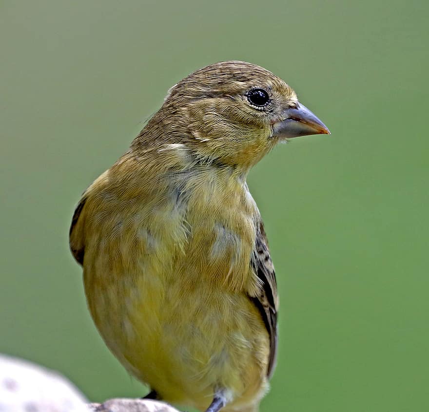 Lesser Goldfinch, Bird, Animal, Perched, Wildlife, Feathers, Plumage, Beak, Nature