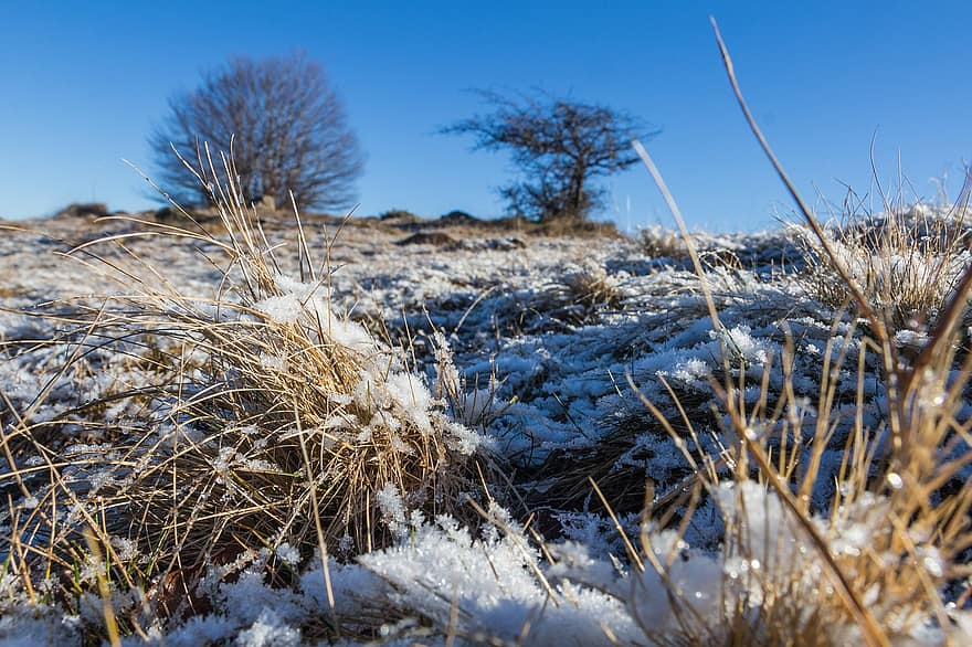 Feld, Gras, Schnee, schneebedeckt, kalt, gefroren, winterlich, Natur
