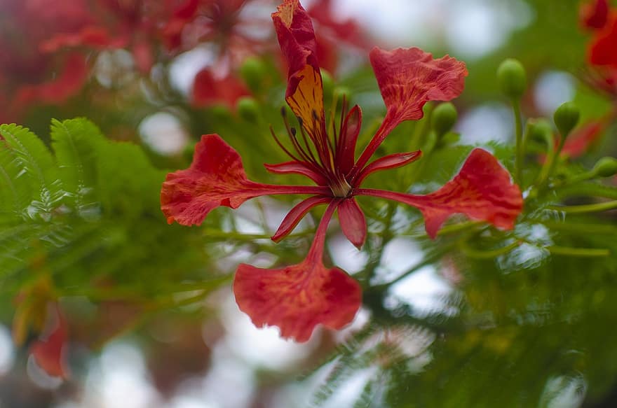 Royal Poinciana, bunga-bunga, flamboyan, kelopak, kelopak merah, berkembang, mekar, flora, alam