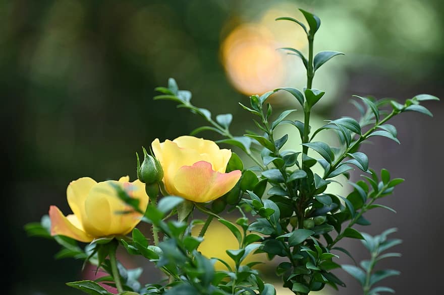 rosa, groc, flor, florir, flor de roses, pètals, jardí, bellesa, romàntic, amor