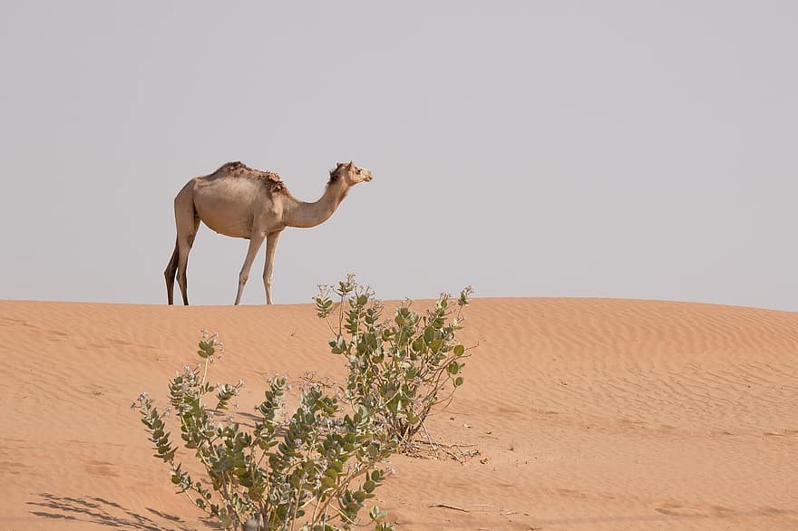 kameel, dier, woestijn, dubai, vae, emiraten, detailopname