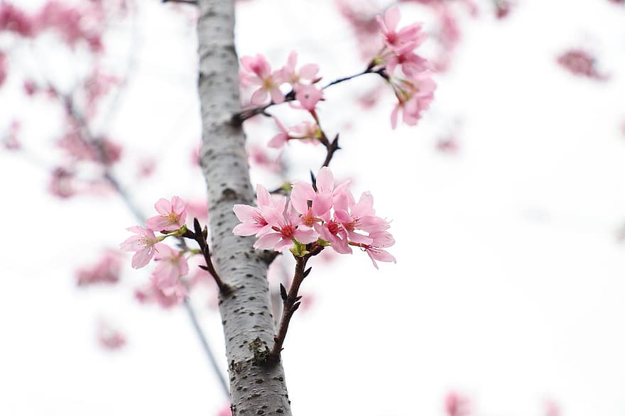 Flowers, Cherry Blossoms, Tree, Plant, Cherry Blossom Tree, Flora, Botany, Floriculture, Horticulture, Japan, Blossom