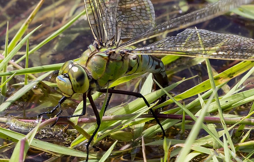 dragonfly, keiser dragonfly, vinger, insekt, bug, natur, dyreliv, gress