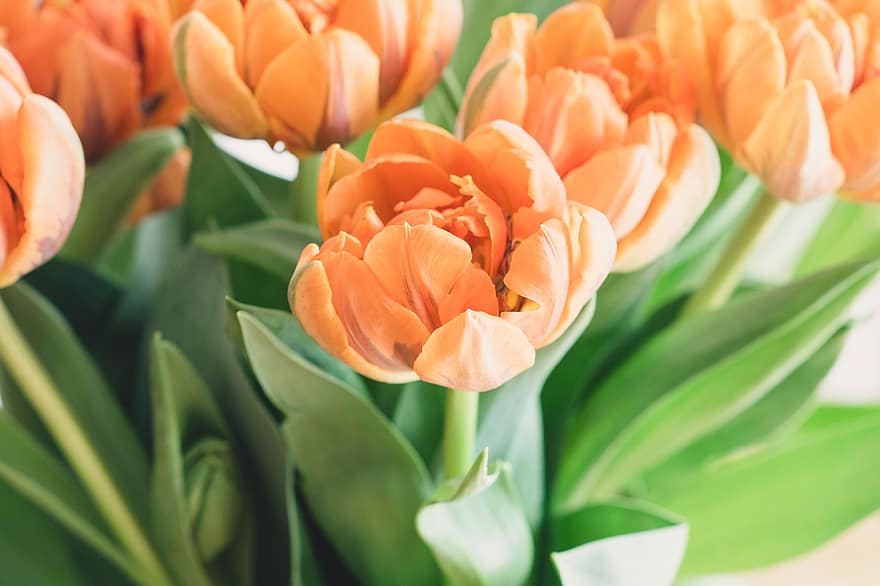 tulipes, fleurs, bouquet, fleurs orange, fleurs de printemps, fleurs coupées