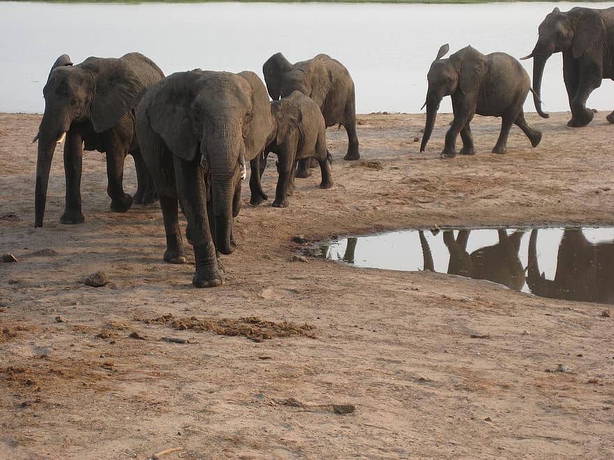 Elephant, Africa, Botswana, Safari, Animal World, Wilderness, Pachyderm, Ivory, Proboscis, Water Hole, Watering Hole