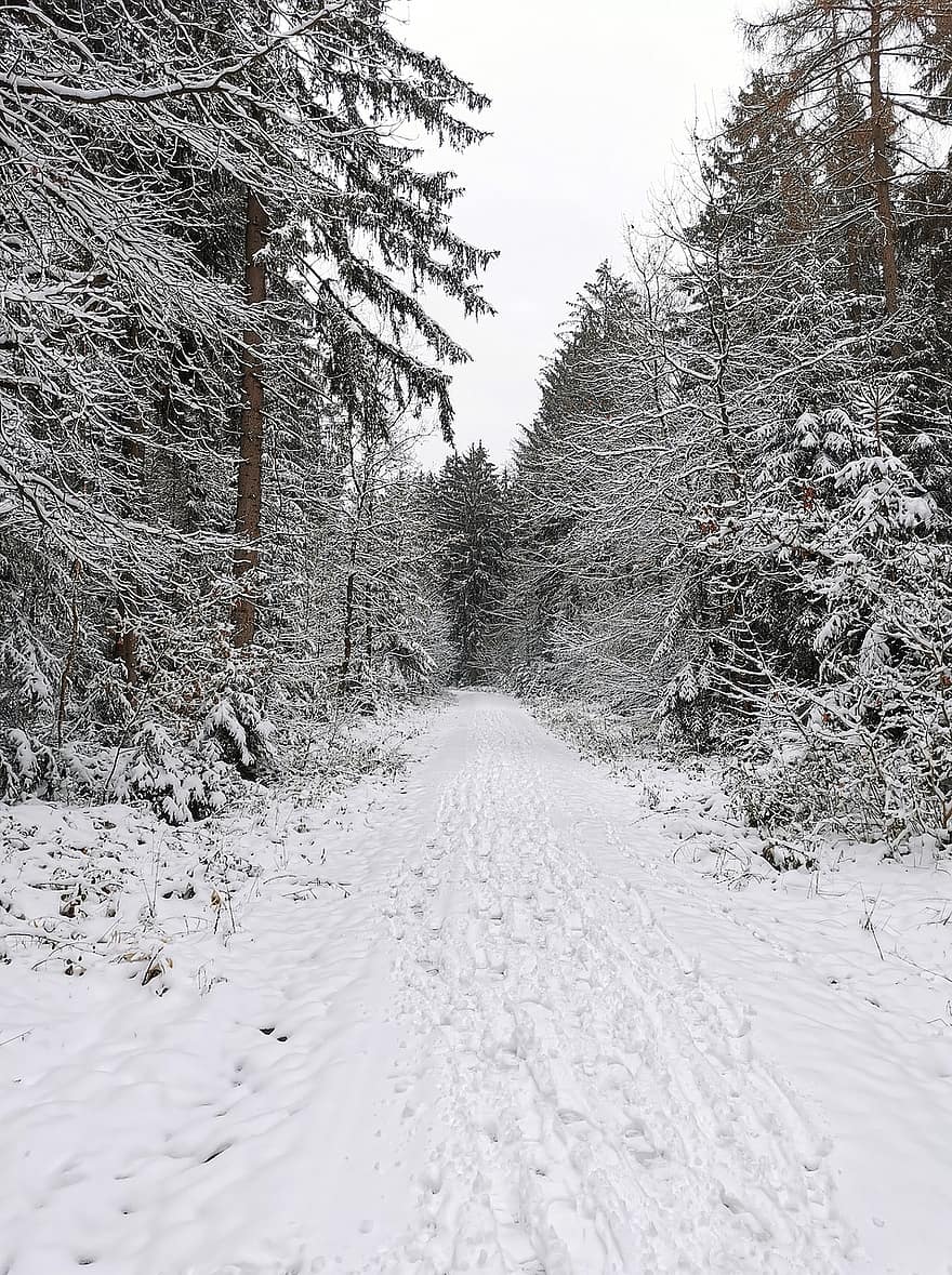 나무, 눈, 숲, 통로, 꼬리, 겨울, 눈이 내리는, 냉랭한, 흰 서리, 눈보라, 겨울 숲