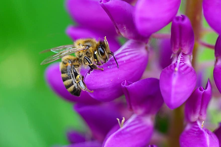मधुमक्खी, मैक्रो, वृक, प्रकृति, बगीचा, फूल, पौधा, खिलना, फूल का खिलना, क्लोज़ अप, कीट