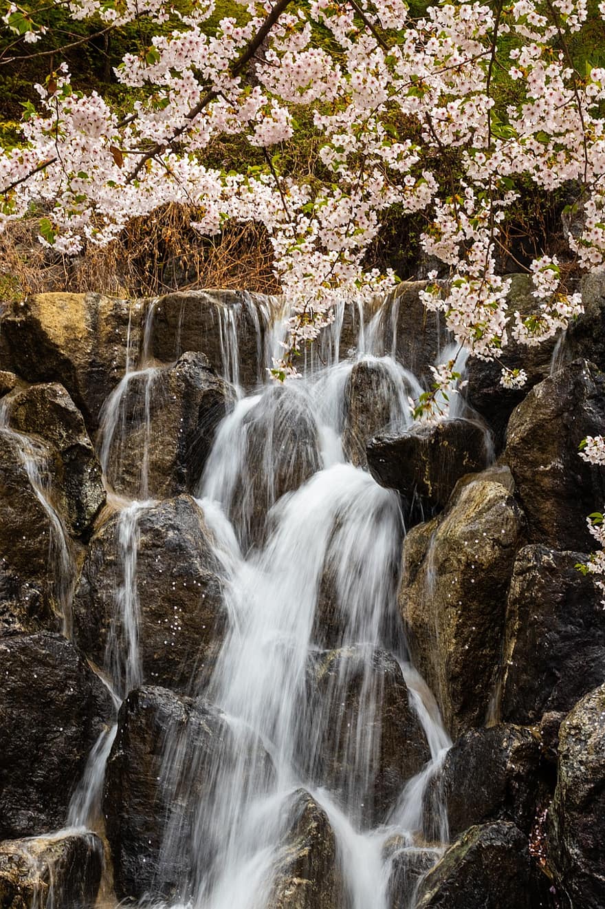 Waterfall, Seoul, Tropical, Water, Nature, Earth, Globe, Environment, Forest, Blooming, Flowers
