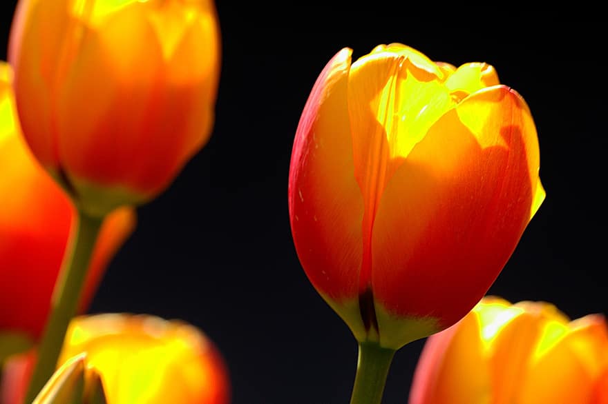 květiny, tulipán, jaro, sezónní, květ, makro, Příroda, žlutá, rostlina, detail, květu hlavy