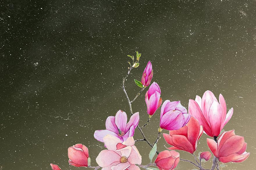 Flower, Artwork, Clip Art, Nature, Background, Pink Flowers, leaf, plant, petal, close-up, flower head