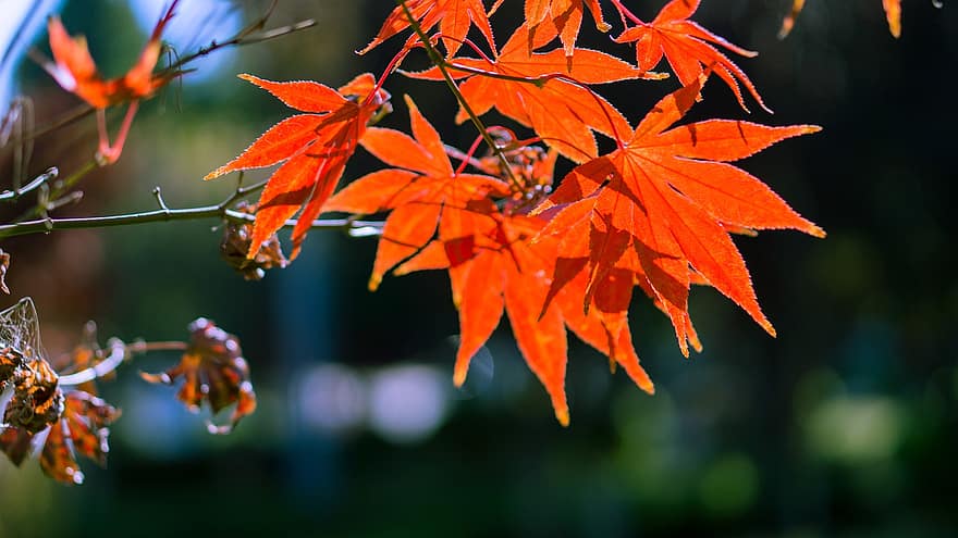 Maple, Autumn, Leaves, Foliage, Fall, Season