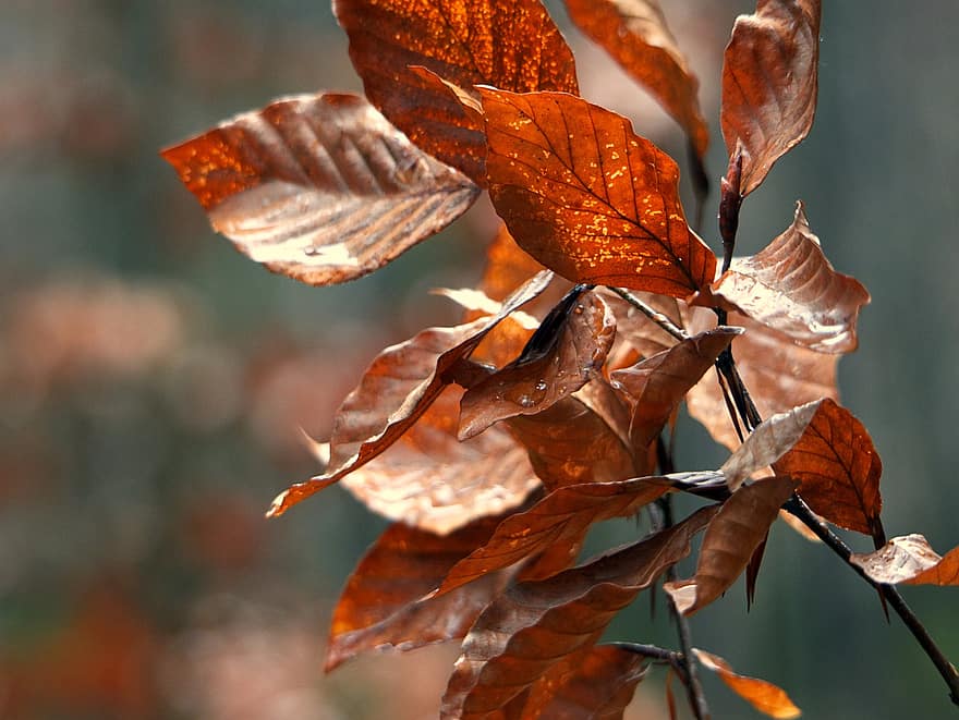 ブナの葉、秋、葉、紅葉、秋の季節、落葉、色落ち