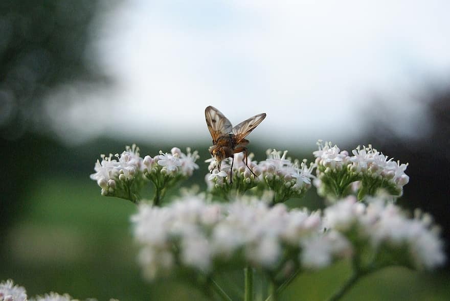 Fly, Insect, Plant, Flower, Meadow