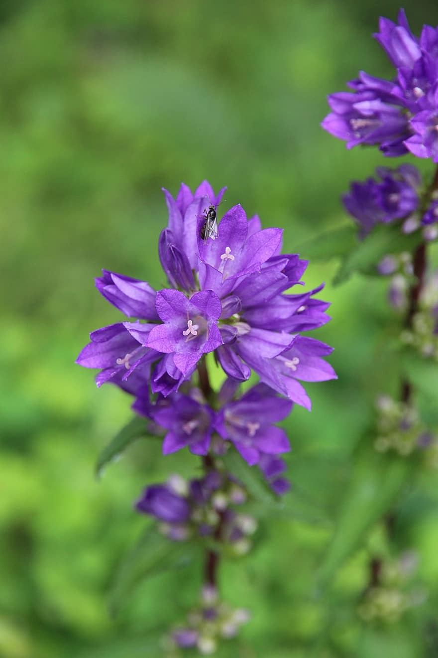 Flower, Bell, Campanula, Purple, Bloom, Botanical, Flora, Plant