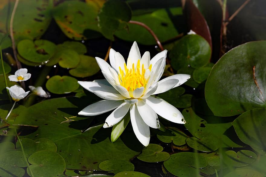 lotus, suda yaşayan bitki, çiçek, doğa, bitki, büyüme, Çiçek açmak