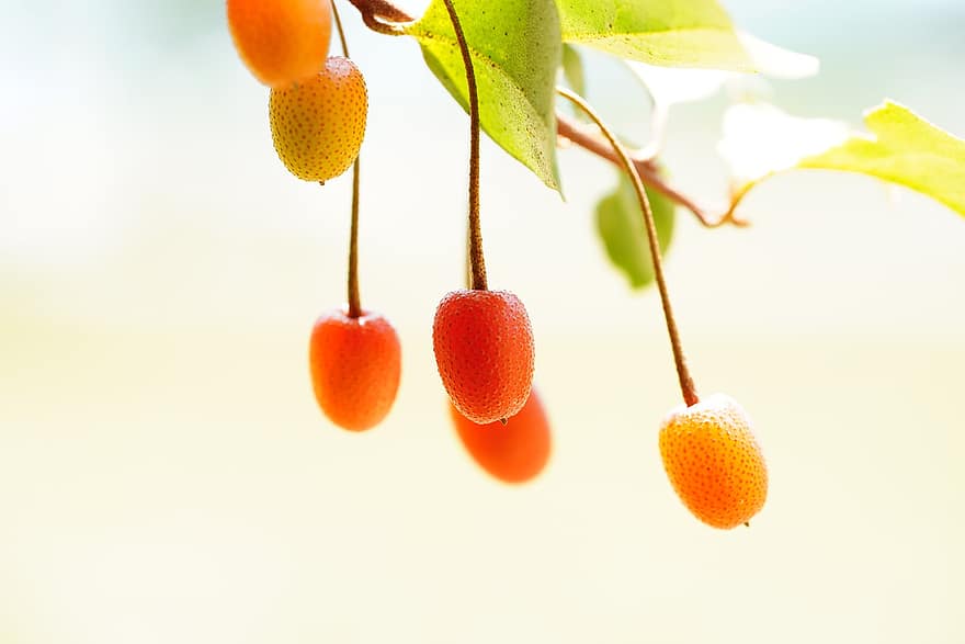 árbol de tilo, Bayas de tilo, bayas, frutas, República de Corea, planta, de cerca, Fruta, hoja, frescura, maduro