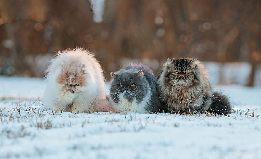 ziemā, persiešu kaķi, sniegs, kaķiem, raksturs, dzīvnieki, kaķi, mājdzīvnieki, gudrs, mājas kaķis, kaķēns