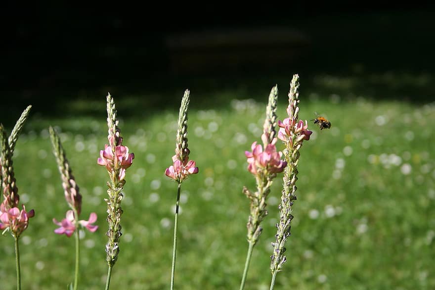 Common Sainfoins, Bumblebee, Flowers, Field Bumblebee, Plants, Blossom, Bloom, Nature, Garden