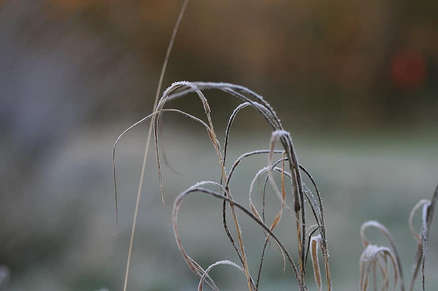 Gras, eisig, Raureif, gefrostet, Eiszapfen, gefroren, Winter, vereist, Natur, Frost