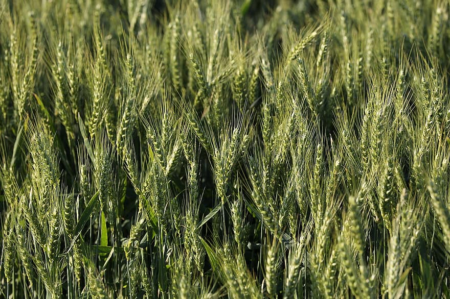 trigo, cultivos, plantas, granos, agricultura, comida, Después del viento, cereales, crecimiento, primavera, naturaleza