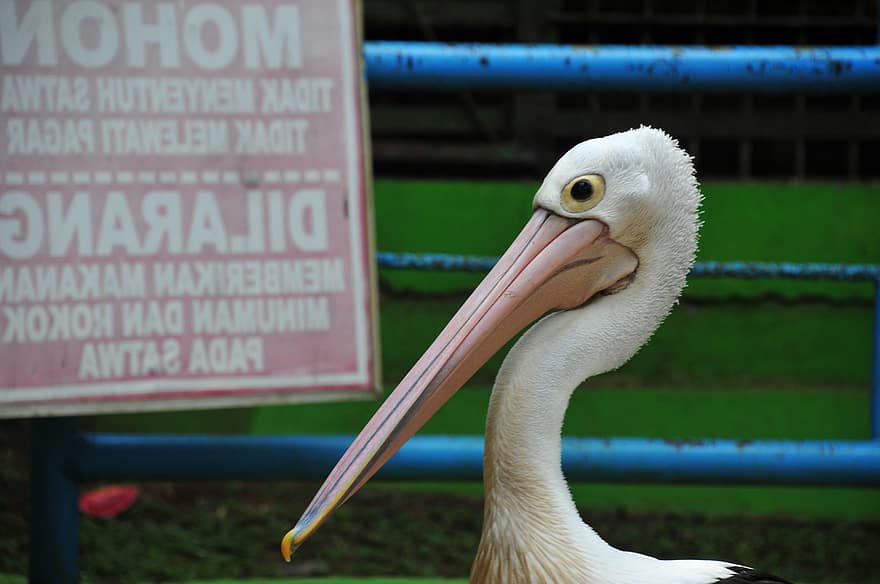 Pelikan, Vogel