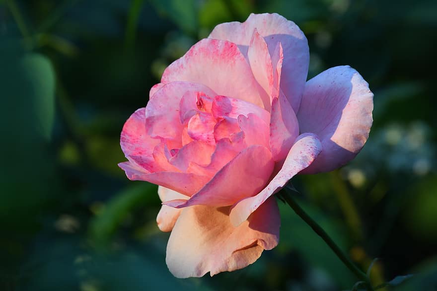 Rosa, fleur, la nature, Couleur