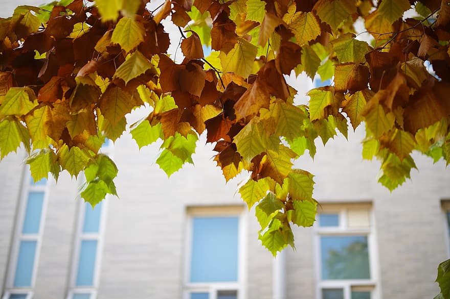 Autumn Leaves, Autumn, Leaves, Nature, Tree, Plant, Splendor, Leaf, yellow, season, backgrounds