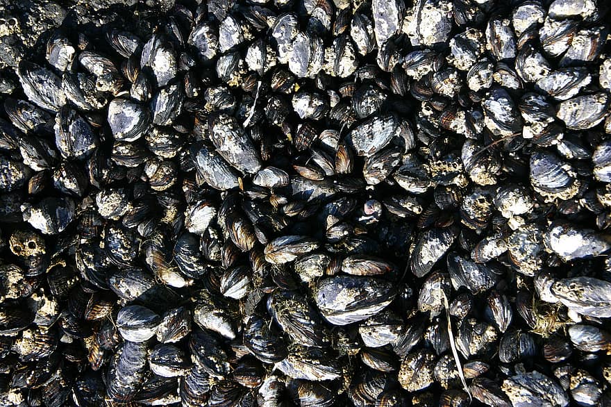 musslor, skal, snäckskal